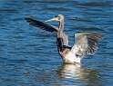 123: Heron - Tri-color-1