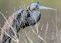 124: Heron - Tri-color-2