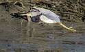 125: Heron - Tri-color-3