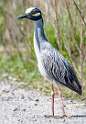 126: Heron - Yellow-Crowned Night-1