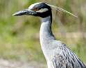 127: Heron - Yellow-Crowned Night-2