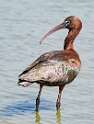 128: Ibis - Glossy-1
