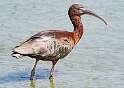 129: Ibis - Glossy-2