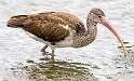 130: Ibis - White-1