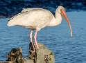 131: Ibis - White-2