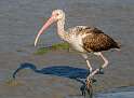 132: Ibis - White-3