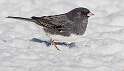 135: Junco - Dark-eyed-2