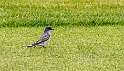 137: Kingbird-1