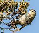 139: Kinglet - Golden-crowned-2