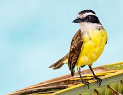138: Kiskadee - Great-2