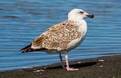 111: Lesser Black-backed Gull-1