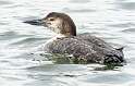 140: Loon - Common-1