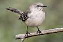 142: Mockingbird - Northern-1