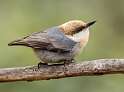 143: Nuthatch - Brown Headed-1