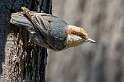 144: Nuthatch - Brown Headed-2