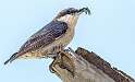 145: Nuthatch - Brown Headed-3