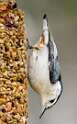 146: Nuthatch - White-breasted-1