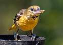 147: Oriole - Baltimore-1