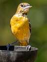 148: Oriole - Baltimore-2