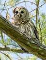 149: Owl - Barred-1
