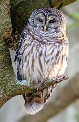 118: Owl - Barred-2