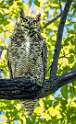 150: Owl - Great Horned-1