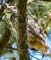 151: Owl - Great Horned-2