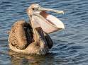 152: Pelican - Brown-1