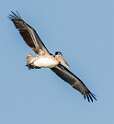 153: Pelican - Brown-2