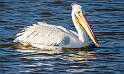 154: Pelican - White-1