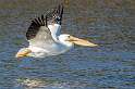 155: Pelican - White-2