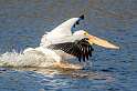 156: Pelican - White-4