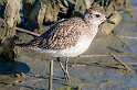 157: Plover - Black-bellied-1