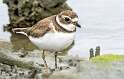 158: Plover - Semipalmated-1