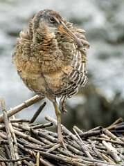 124: Rail - Clapper-1