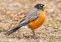 160: Robin - American-1
