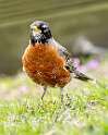 161: Robin - American-2