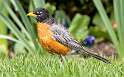 162: Robin - American-3