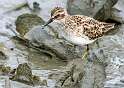 163: Sandpiper - Least-1