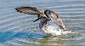 165: Sandpiper - Semipalmated-1