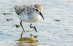 129: Sandpiper - Semipalmated
