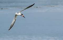 131: Skimmer - Black-1