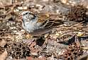 166: Sparrow - Chipping-1