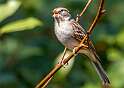 167: Sparrow - Chipping-2