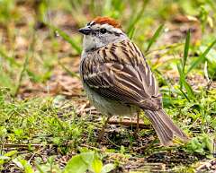 167: Sparrow - Chipping-3