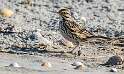 168: Sparrow - Savannah-1