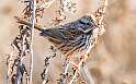 169: Sparrow - Song-1