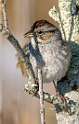 170: Sparrow - Song-2