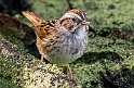 171: Sparrow - Swamp-1