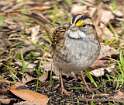 172: Sparrow - White-throat-2